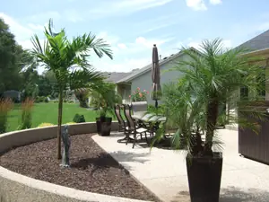 Tropical palm trees planted beside a finished paver patio in northern Illinois