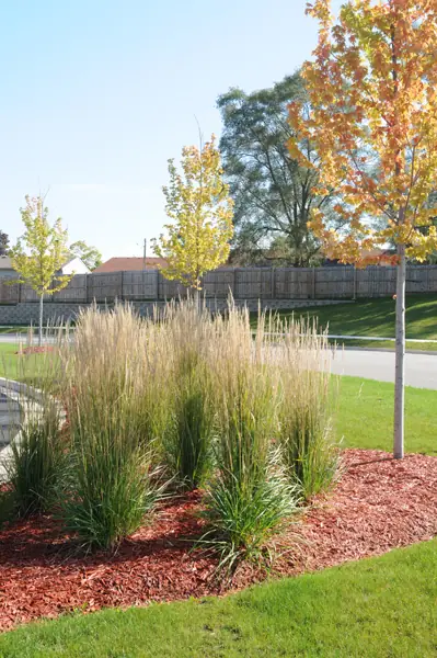 Ornamental grasses and a tree in a planting bed